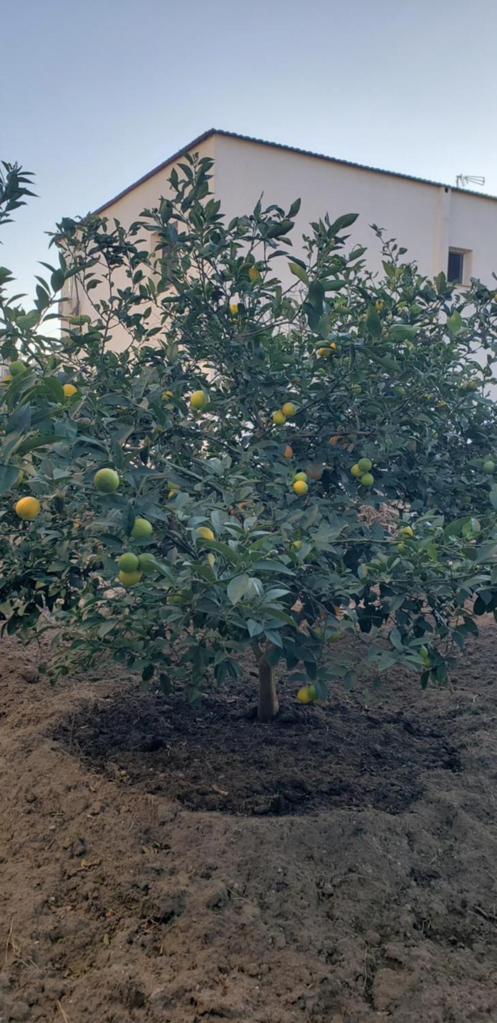 Pomegranates & Olives Guesthouse Durres Exterior photo